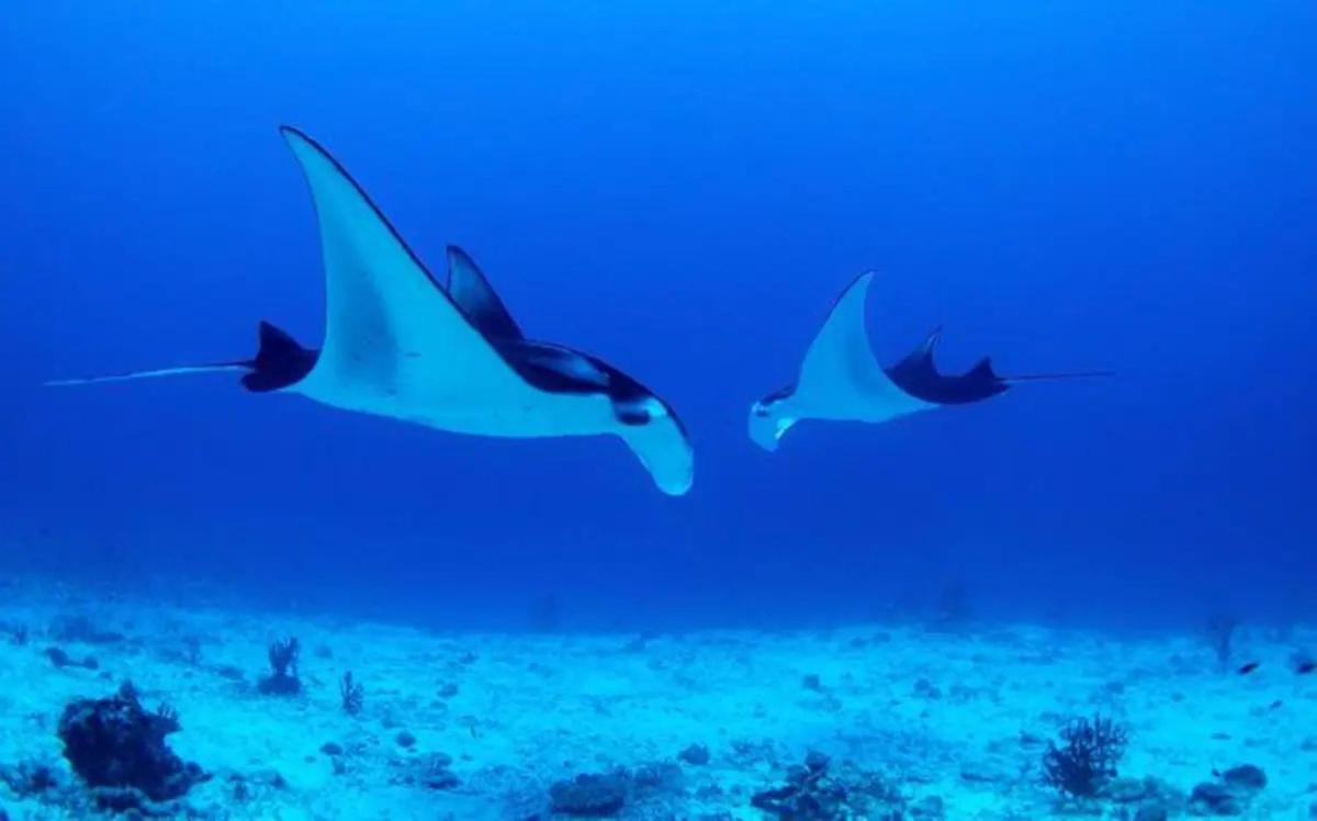 White Sandy Beach-Best Manta Snorkeling Tethi Eksteriør bilde